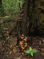 tree with mushrooms