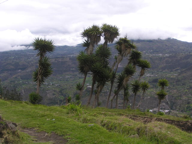 trees at the mountain lap - free image