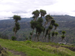 trees at the mountain lap