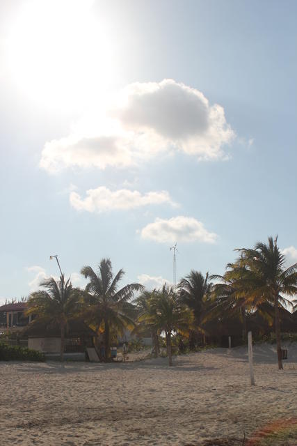 trees by the sea shore - free image