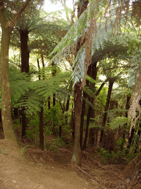 Trees in the jungle - free image