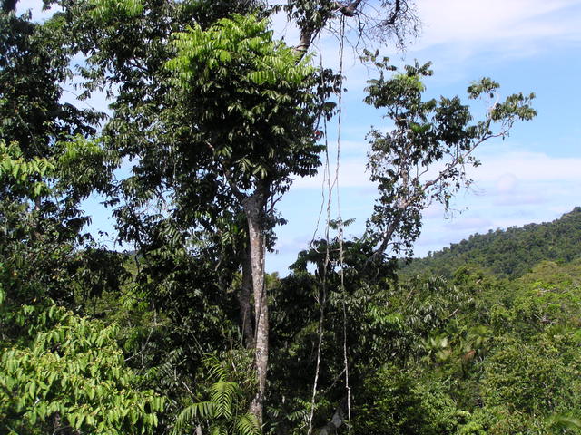 Trees on the horizon - free image