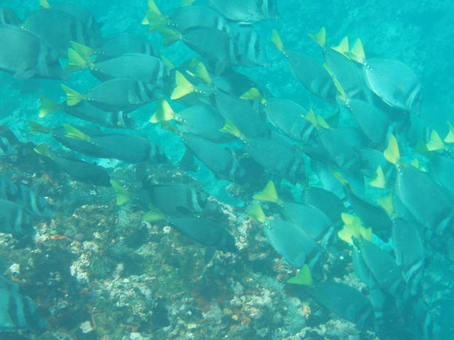 troop of surgeon fish - free image