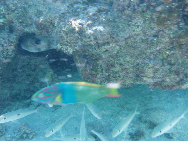 tropical fish - free image