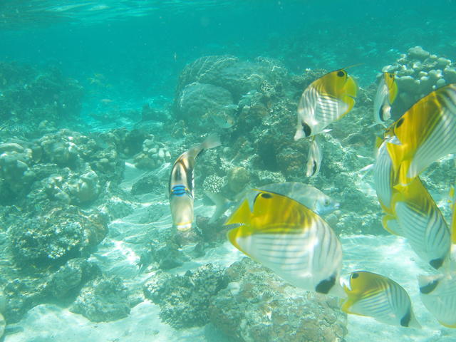 Tropical fish - free image