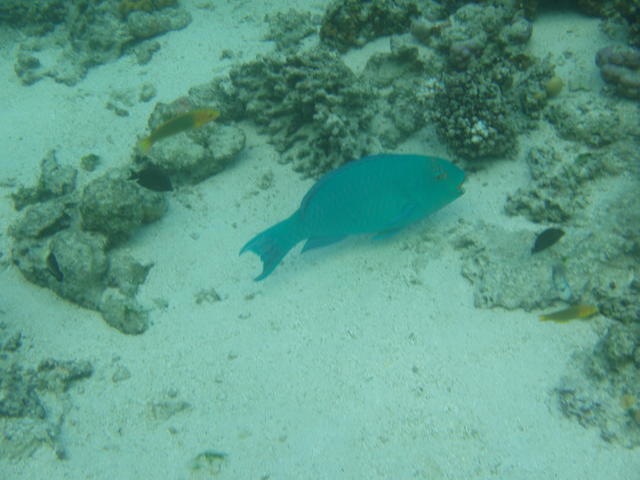 tropical fish - free image