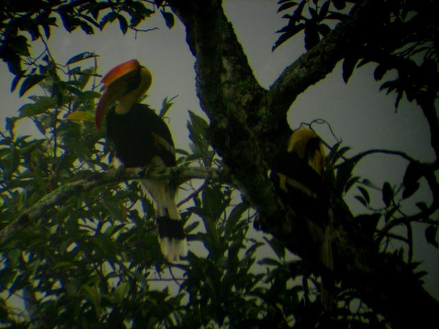 Tucan - free image