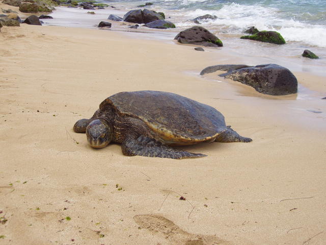 Turtle - free image