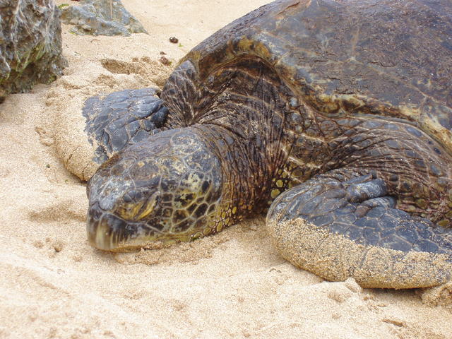 Turtle - free image