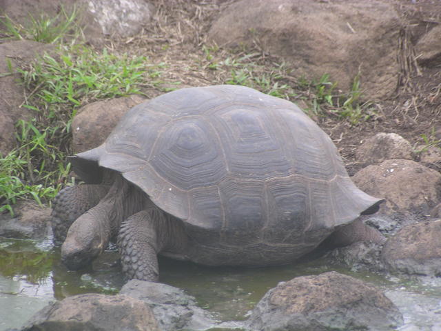 turtle drinking - free image