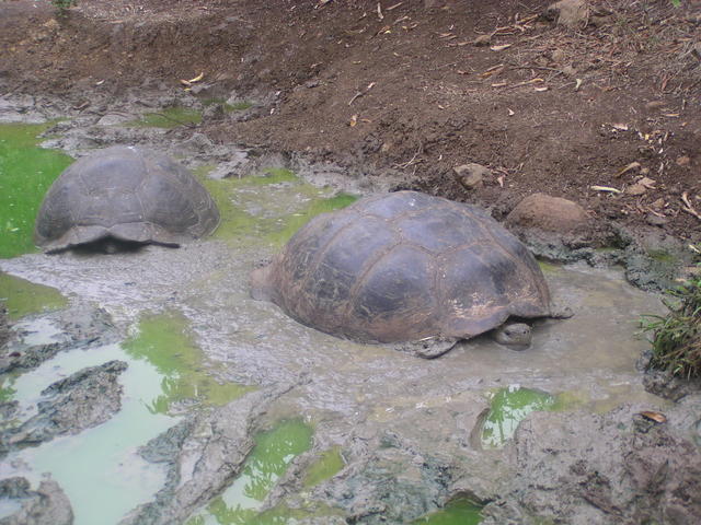 turtles in the mud - free image