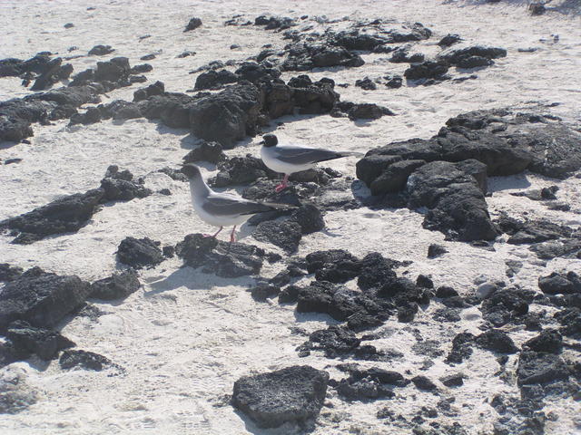 Two swallow- tailed gull - free image