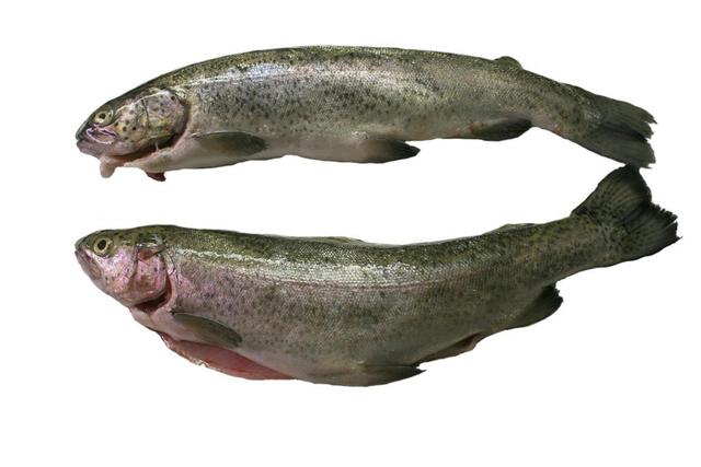 two trout fish - free image