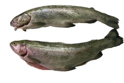 two trout fish