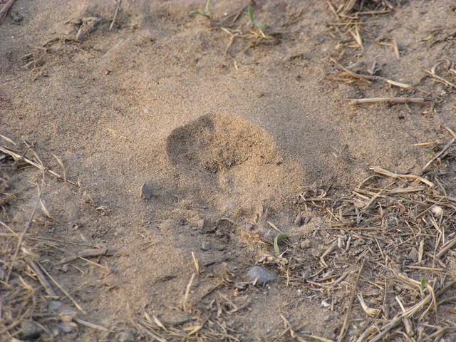 unclear footprint - free image
