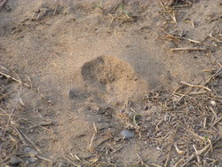 unclear footprint