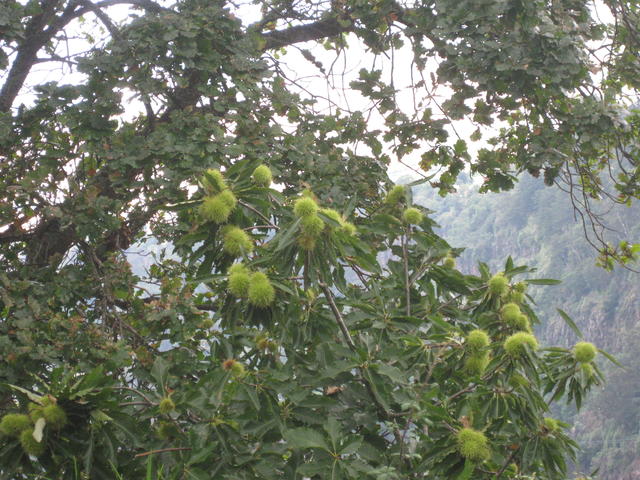 unripe rambutans - free image