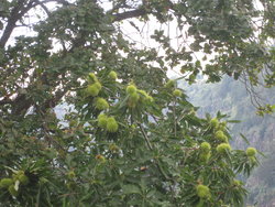 unripe rambutans