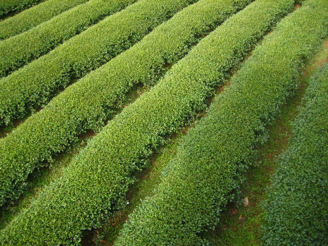 Valley of tea - free image