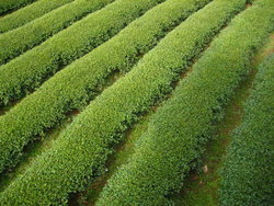 Valley of tea