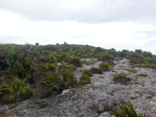 vegetation at foothill - free image