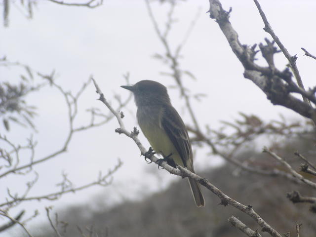 Vermilion Flycatcher - free image