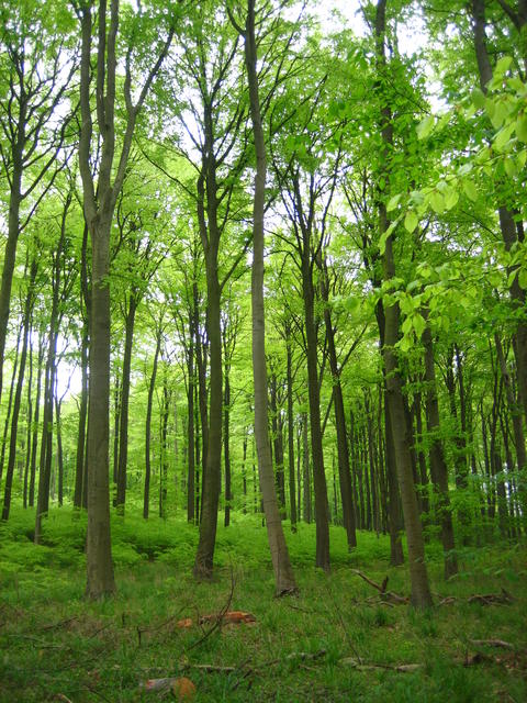 very green beech forest - free image