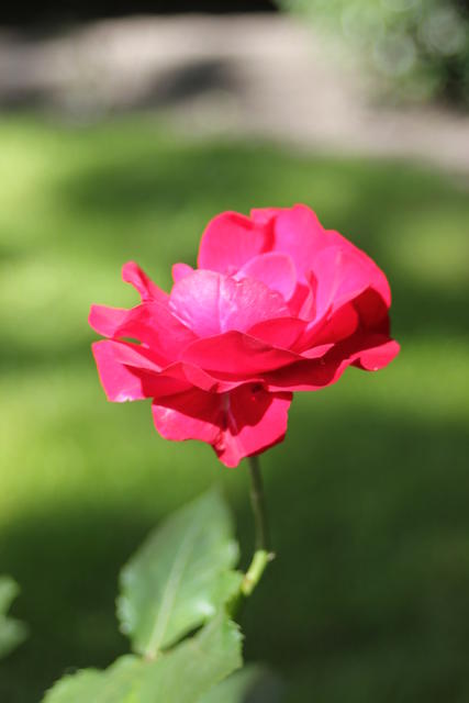 vibrant pink rose - free image