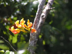 Vibrant yellow with vermilion tint