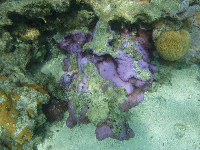 violet coral and brain coral - free image