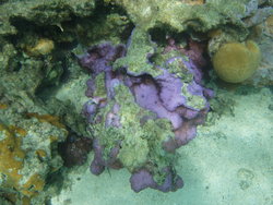 violet coral and brain coral