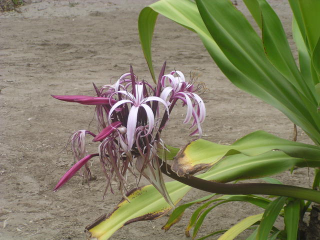 violet flower - free image