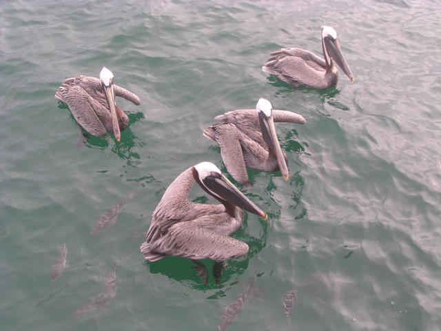 waiting pelicans - free image