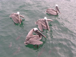 waiting pelicans