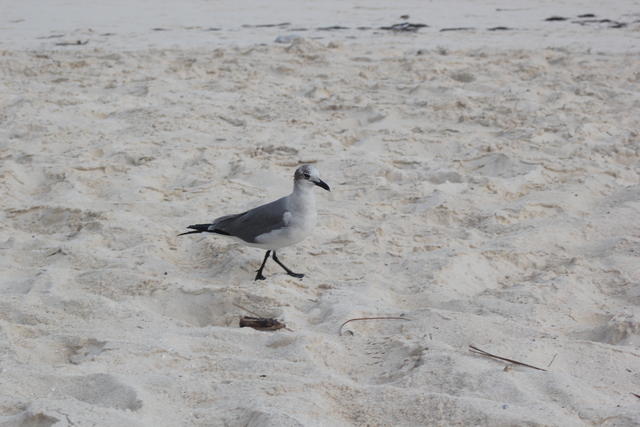 walking sea gull - free image