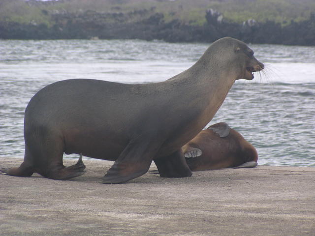 walking sea lion - free image