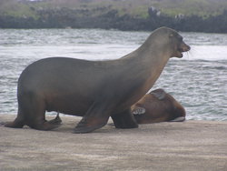 walking sea lion