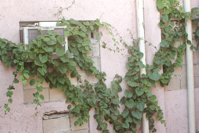 Wall creepers - free image