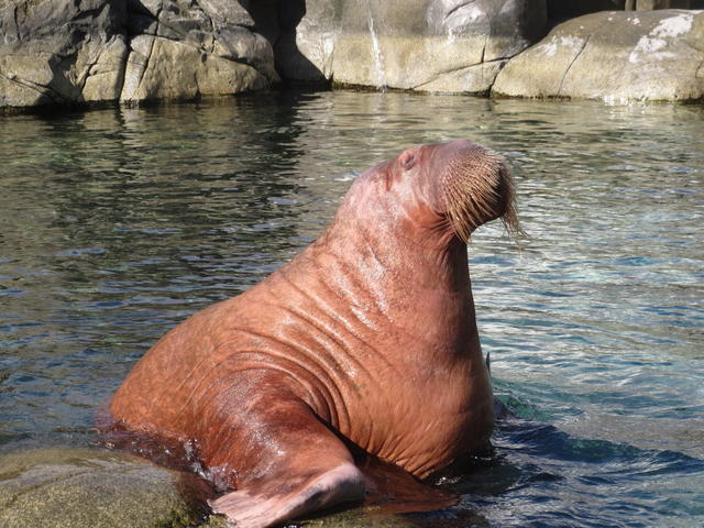 Walrus - free image