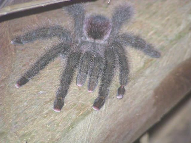 wandering tarantula - free image