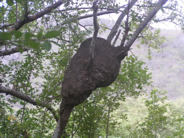 wasp hive - free image