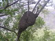 wasp hive