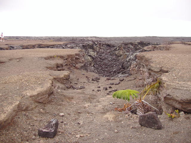 waste land with plant - free image