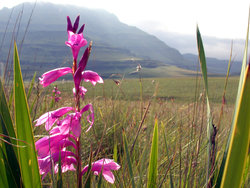 Watsonia borbonica