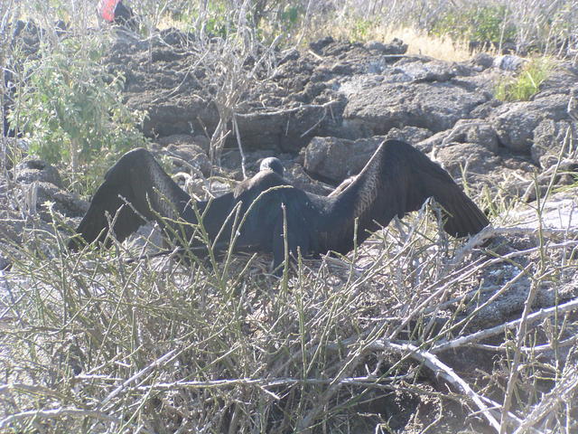 Waved Albatross - free image