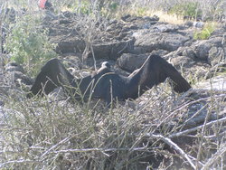 Waved Albatross