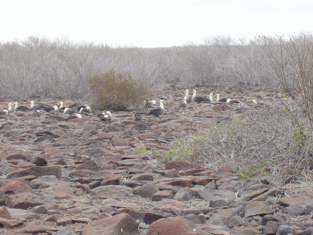 waved albatross - free image