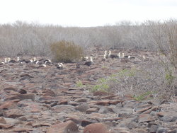 waved albatross