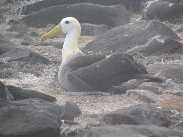 Waved Albatross - free image