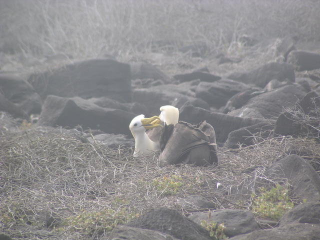 waved albatross - free image